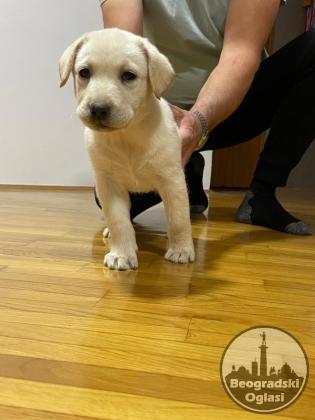 Labrador štenci