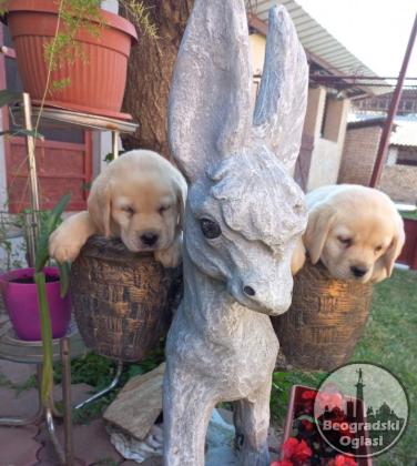 Labrador štenci