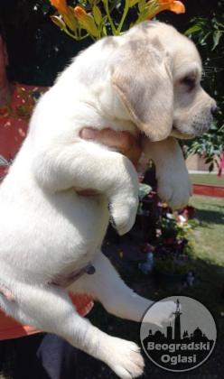 Labrador štenci