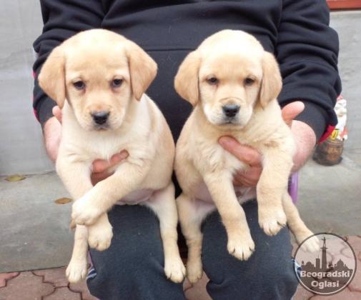 Labrador štenci