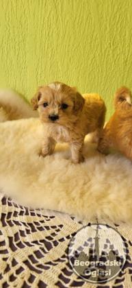 Mini Maltipoo štenci