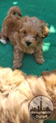 Mini Maltipoo štenci