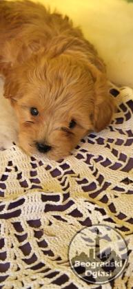 Mini Maltipoo štenci