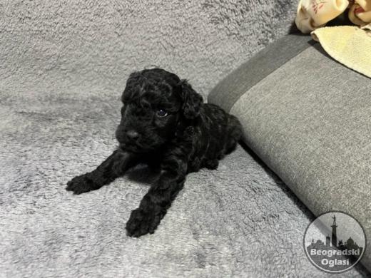 Mini Pudle prelepi štenci