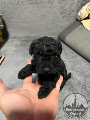 Mini Pudle prelepi štenci