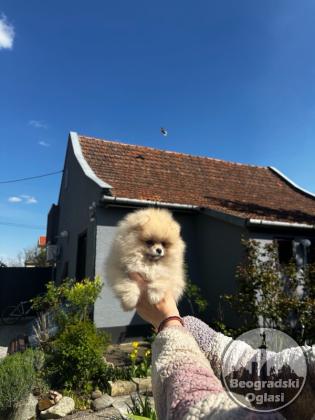 Odgaivacnica ekskluzivnih pomeranaca i pudli