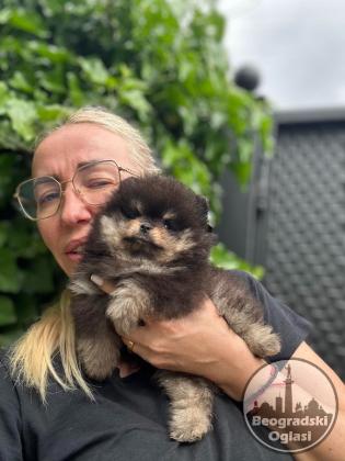 Odgaivacnica ekskluzivnih pomeranaca i pudli