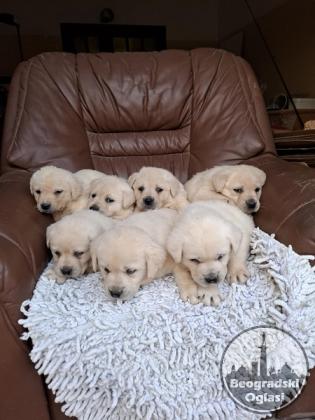 Labrador retriver štenci bele boje