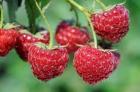 HITNO- potrebni radnici za berbu maline 2025.