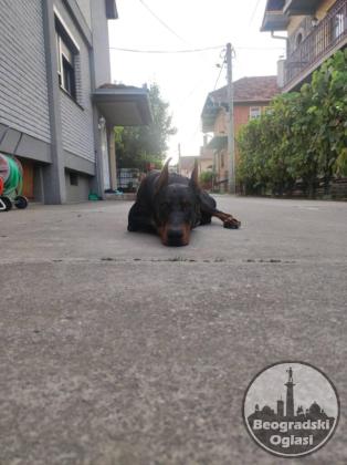 Doberman štenci