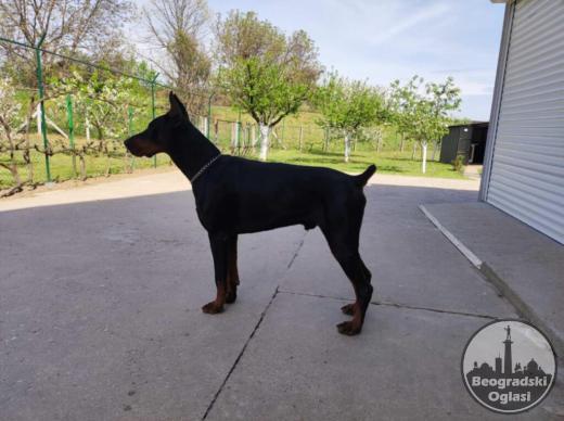 Doberman štenci