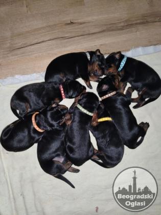 Doberman štenci