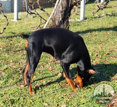 Doberman štenci