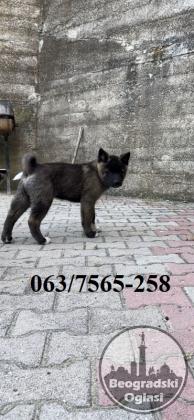 Američka Akita