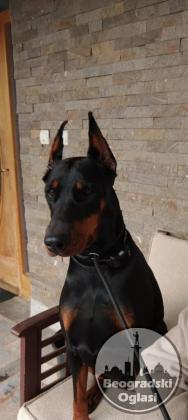 Doberman štenci