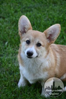 Velski korgi Welsh Corgi Pembroke