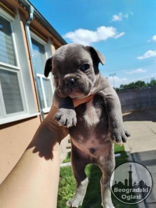 Francuski buldog štenci