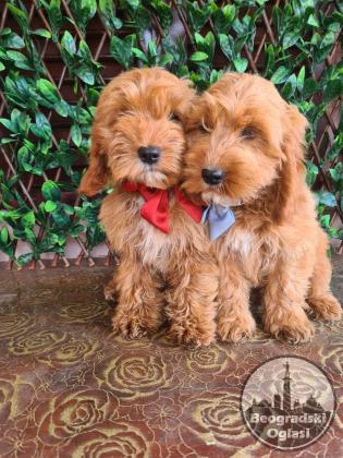 Labradoodle prelepi štenci