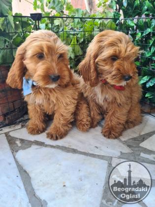 Labradoodle prelepi štenci