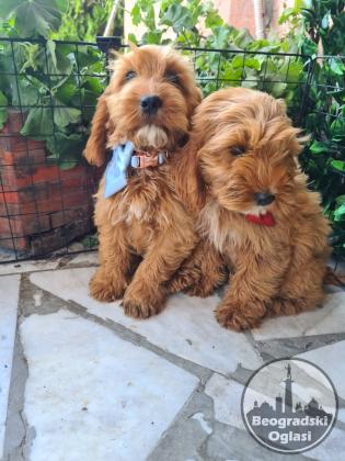 Labradoodle prelepi štenci