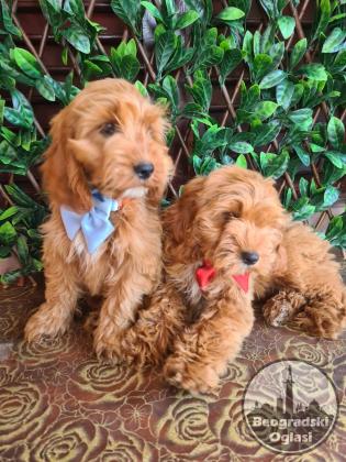 Labradoodle prelepi štenci