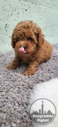 Mini Maltipoo štenci