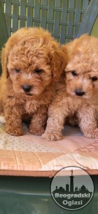 Mini Maltipoo štenci