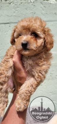 Mini Maltipoo štenci