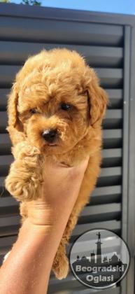 Mini Maltipoo štenci