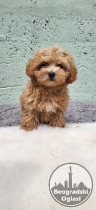Mini Maltipoo štenci