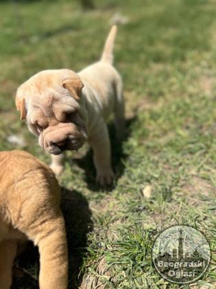 Shar pei – šar pej stenci