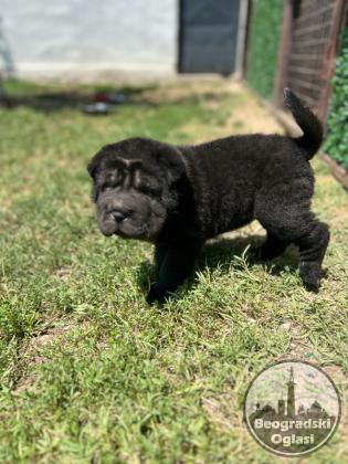 Shar pei – šar pej stenci