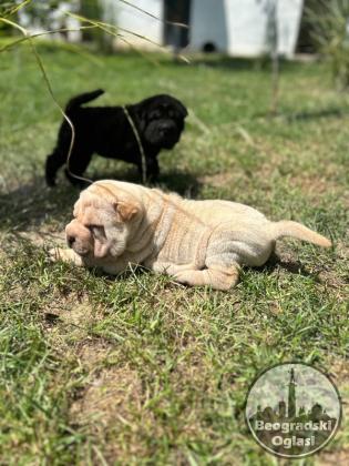 Shar pei – šar pej stenci