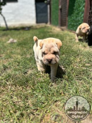 Shar pei – šar pej stenci