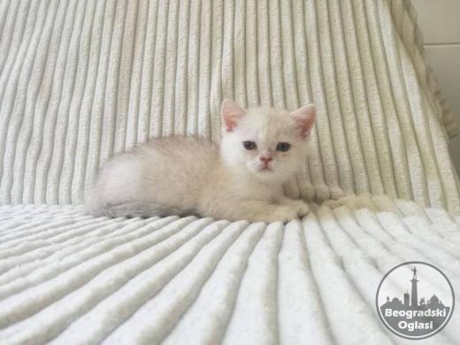 Škotski strejt mačak i fold crna mačka