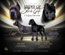 Cane Corso