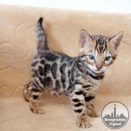 Bengalski Macici