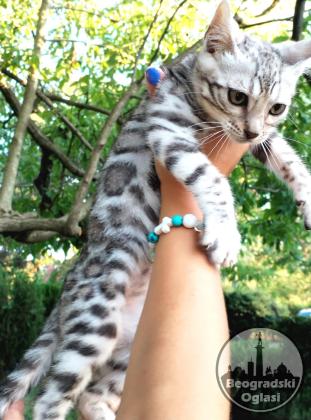 Bengalski Macici