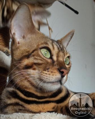 Bengalski Macici