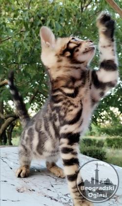 Bengalski Macici