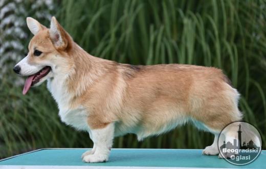 Velski korgi Welsh Corgi Pembroke