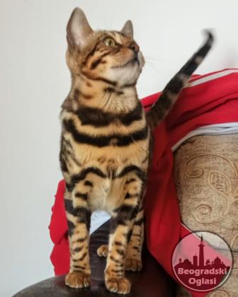 Bengalski Macici