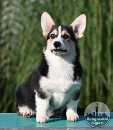 Velski korgi Welsh Corgi Pembroke