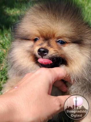 Pomeranac prelepi stenci