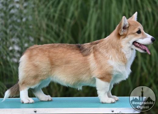 Velski korgi Welsh Corgi Pembroke