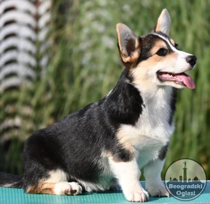 Velski korgi Welsh Corgi Pembroke