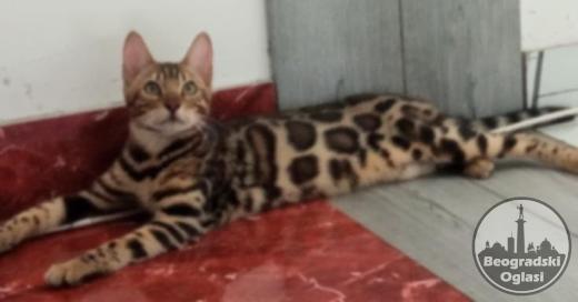 Bengalski Macici