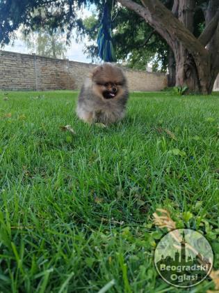 Pomeranac prelepi stenci
