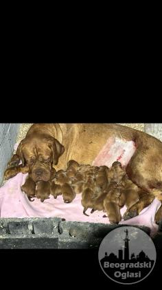 Dogue de Bordeaux Bordoška Doga štenci