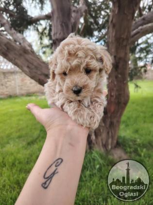 Maltipoo štenci